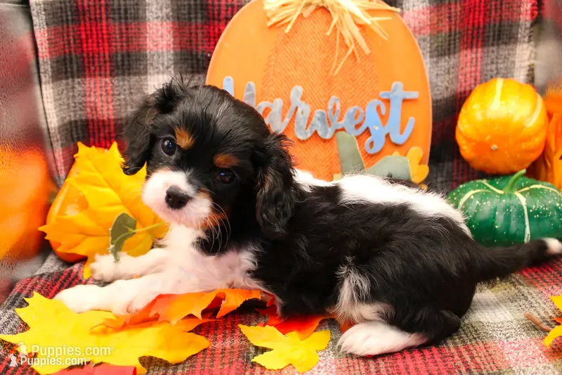 Tucker – Cavalier King Charles Spaniel puppy for sale in Weaubleau, MO