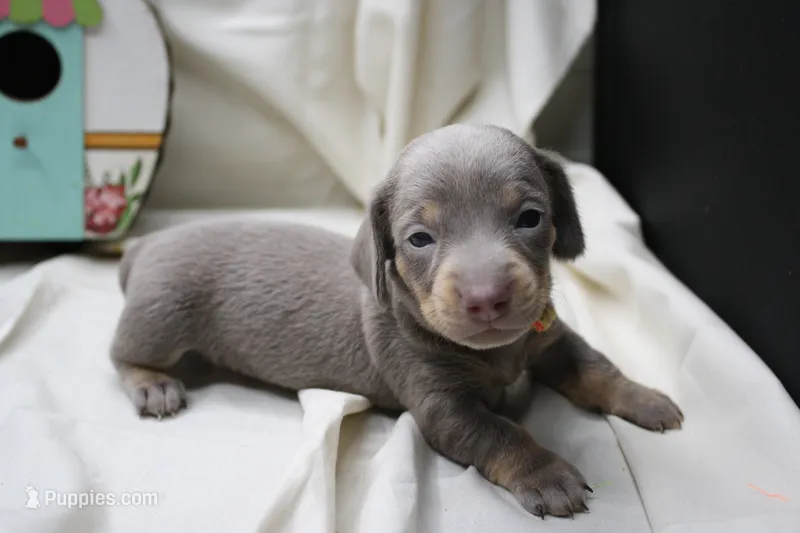 Seraphina – Miniature Dachshund puppy for sale in Weaubleau, MO