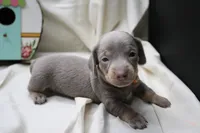 Seraphina, a female Miniature Dachshund for sale in Weaubleau, MO – 1 of 10