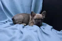 Pat, a male French Bulldog for sale in Weaubleau, MO – 8 of 10