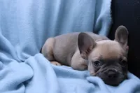 Pat, a male French Bulldog for sale in Weaubleau, MO – 10 of 10