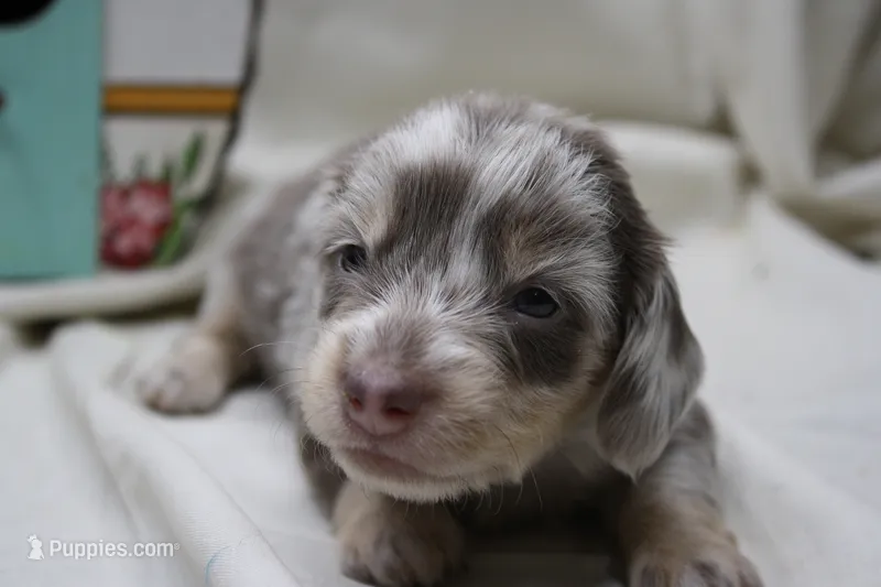 Skipper – Miniature Dachshund puppy for sale in Weaubleau, MO