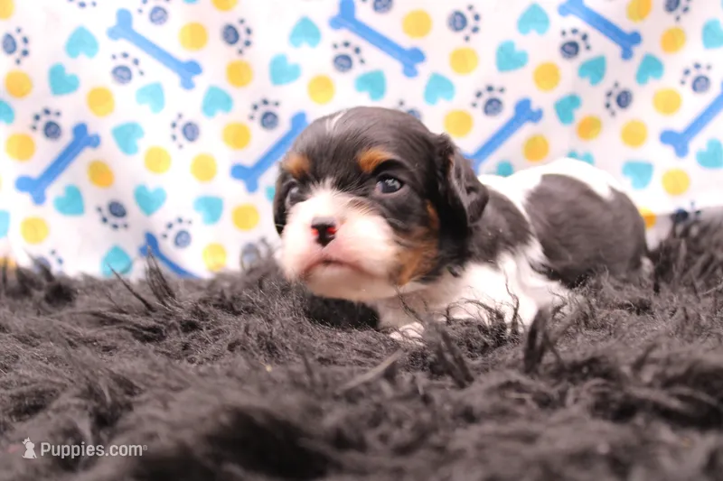 Tucker – Cavalier King Charles Spaniel puppy for sale in Weaubleau, MO