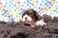 Tucker, a male Cavalier King Charles Spaniel for sale in Weaubleau, MO – 1 of 8
