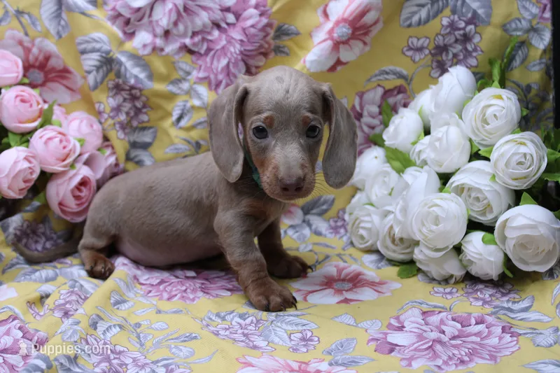 Parker – Miniature Dachshund puppy for sale in Weaubleau, MO