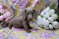 Parker, a male Miniature Dachshund for sale in Weaubleau, MO – 1 of 10
