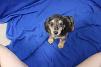 Sully, a male Miniature Dachshund for sale in Weaubleau, MO – 10 of 10