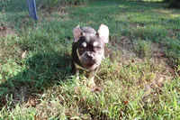 Ned, a male French Bulldog for sale in Weaubleau, MO – 9 of 9