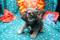 Pablo, a male French Bulldog for sale in Weaubleau, MO – 2 of 6