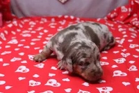 Blaze, a male Miniature Dachshund for sale in Weaubleau, MO – Photo 4 of 9