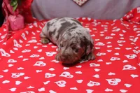 Blaze, a male Miniature Dachshund for sale in Weaubleau, MO – Photo 7 of 9