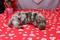 Blaze, a male Miniature Dachshund for sale in Weaubleau, MO – Photo 1 of 9