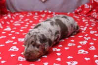 Blaze, a male Miniature Dachshund for sale in Weaubleau, MO – Photo 5 of 9