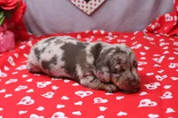 Blaze, a male Miniature Dachshund for sale in Weaubleau, MO – Photo 8 of 9