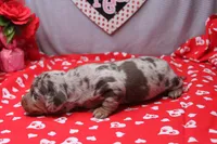 Blaze, a male Miniature Dachshund for sale in Weaubleau, MO – Photo 9 of 9