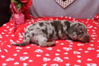 Blaze, a male Miniature Dachshund for sale in Weaubleau, MO – Photo 3 of 9