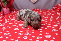 Blaze, a male Miniature Dachshund for sale in Weaubleau, MO – Photo 6 of 9