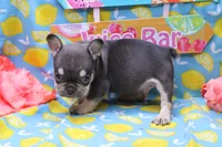 Nathe, a male French Bulldog for sale in Weaubleau, MO – 4 of 10