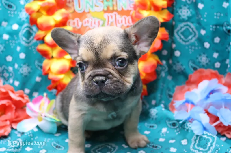 Phineas – French Bulldog puppy for sale in Weaubleau, MO
