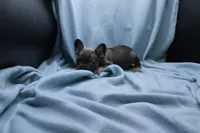Phil, a male French Bulldog for sale in Weaubleau, MO – 7 of 7