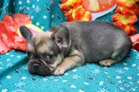 Phineas, a male French Bulldog for sale in Weaubleau, MO – 2 of 6