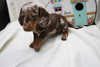 Pixie, a female Miniature Dachshund for sale in Weaubleau, MO – 2 of 9