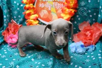 Whimsy, a female Miniature Dachshund for sale in Weaubleau, MO – 3 of 10