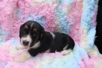 Frida, a female Basset Hound for sale in Weaubleau, MO – 4 of 8