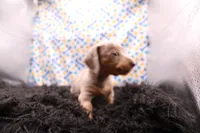 Quorra, a male Miniature Dachshund for sale in Weaubleau, MO – 6 of 8