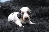 Rhea, a female Miniature Dachshund for sale in Weaubleau, MO – 4 of 4