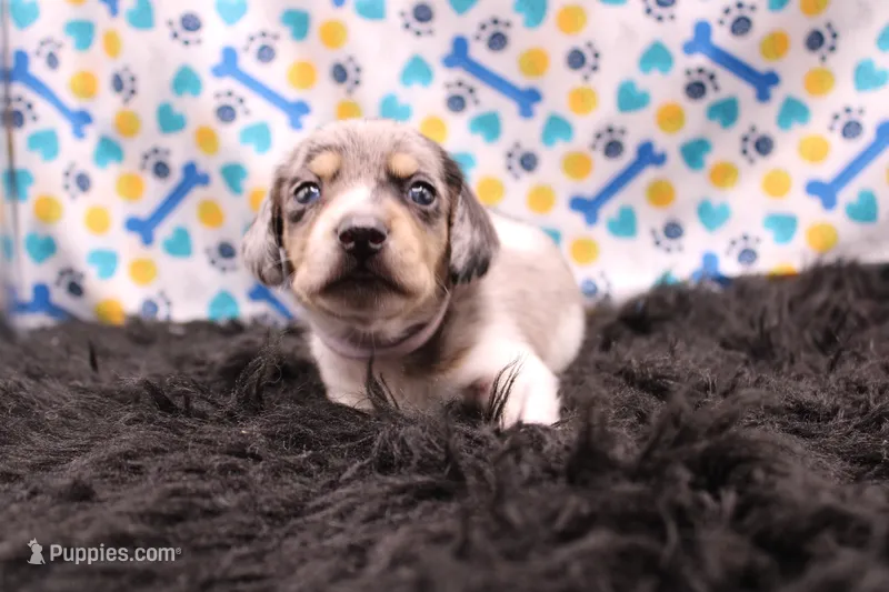 Sagan – Miniature Dachshund puppy for sale in Weaubleau, MO