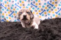 Sagan, a male Miniature Dachshund for sale in Weaubleau, MO – 1 of 9