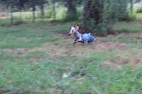 Parker, a male Miniature Dachshund for sale in Weaubleau, MO – 8 of 10