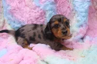 Sami, a male Miniature Dachshund for sale in Weaubleau, MO – 3 of 10