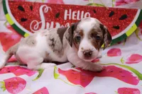 Eli, a male Miniature Dachshund for sale in Weaubleau, MO – 4 of 10