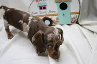 Pixie, a female Miniature Dachshund for sale in Weaubleau, MO – 4 of 9