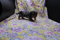 Sami, a male Miniature Dachshund for sale in Weaubleau, MO – 5 of 10