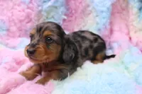 Sami, a male Miniature Dachshund for sale in Weaubleau, MO – 4 of 10
