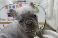 Ralph, a male French Bulldog for sale in Weaubleau, MO – 5 of 10