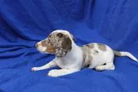 Eli, a male Miniature Dachshund for sale in Weaubleau, MO – 9 of 10