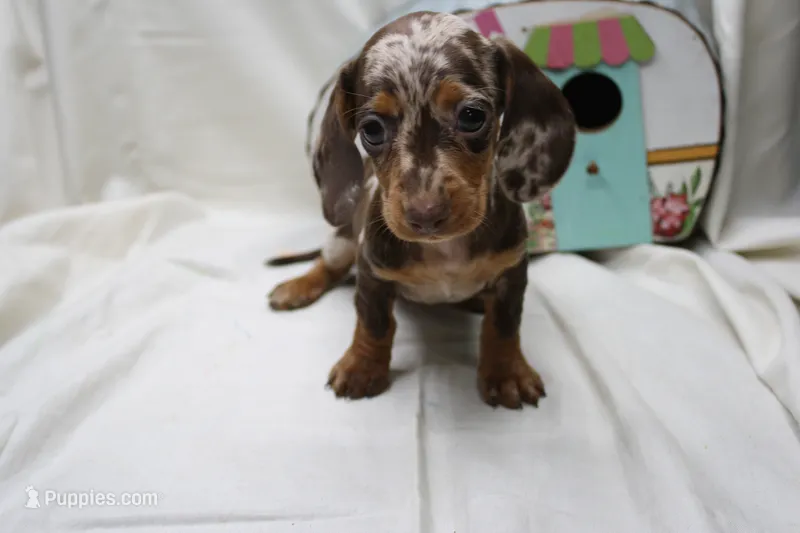 Pixie – Miniature Dachshund puppy for sale in Weaubleau, MO