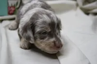 Skipper, a male Miniature Dachshund for sale in Weaubleau, MO – 10 of 10