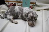 Skipper, a male Miniature Dachshund for sale in Weaubleau, MO – 9 of 10