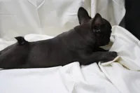 Cade, a male French Bulldog for sale in Weaubleau, MO – 4 of 10