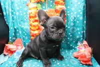 Cade, a male French Bulldog for sale in Weaubleau, MO – 2 of 10
