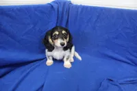 Syed, a male Miniature Dachshund for sale in Weaubleau, MO – 9 of 10