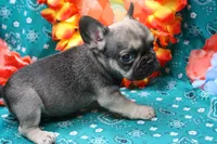 Pablo, a male French Bulldog for sale in Weaubleau, MO – 3 of 6