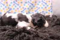 Treasure, a female Cavalier King Charles Spaniel for sale in Weaubleau, MO – 8 of 8