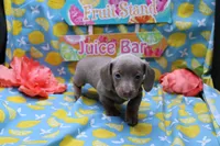 Whimsy, a female Miniature Dachshund for sale in Weaubleau, MO – 6 of 10