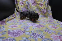 Sami, a male Miniature Dachshund for sale in Weaubleau, MO – 6 of 10